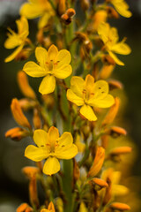 yellow flowers