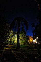 Obraz premium trees at night