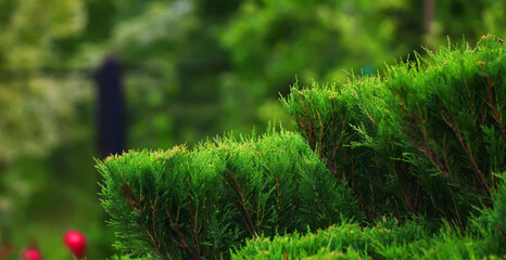 Cossack juniper ( lat. Juniperus sabina). Shearing of the juniper with gardening scissors, Soft focus. Garden art/ design/ landscape. Topiary. Blurred background with juniper.