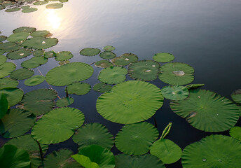 Green lotus leaves grow in the water