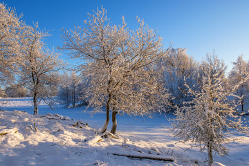 Hoarfrost and snow on the trees in a winter landscape