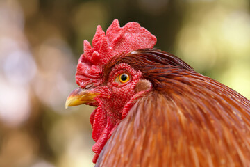Close up of a red rooster