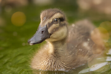 Baby duck mixed breed of mallard and Indian runner duck