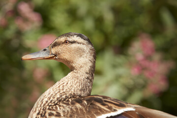 Close up of a mallard in the garden