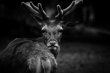 Male deer black and white portrait stag with horns