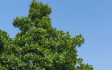 Close-up beautiful tree of possibly Mexican Hawthorn (Crataegus mexicana) common names tejocote,  manzanita tejocotera in public city park Krasnodar or 'Galitsky'. Landscape park in sunny autumn