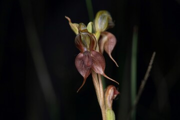 Pterostylis saxicola - Sydney Plains Greenhood
