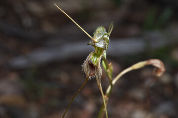 Pterostylis woollsii - Long-tailed rustyhood