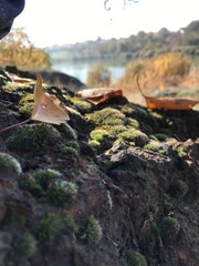 mushrooms on the tree