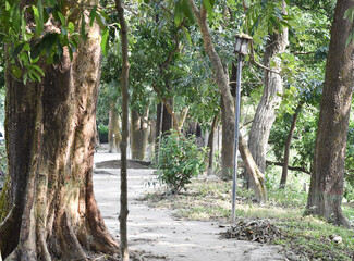 A beautiful path surrounded by green trees