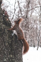 squirrel on a tree