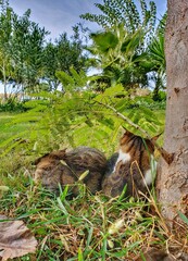 squirrel in the tree