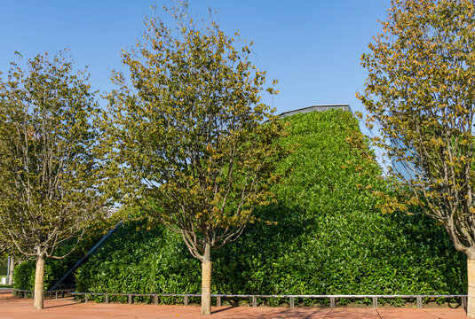 Rows of Parrotia persica or Persian ironwood trees around evergreen walls of mirror maze in public city park Krasnodar or 'Galitsky park'. Sunny autumn 2020