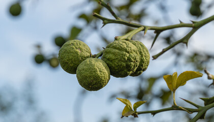 Close-up of green fruits of Citrus trifoliata or Japanese Bitter Orange(Poncirus trifoliata) with prickly branches in public city park Krasnodar or 'Galitsky park'.