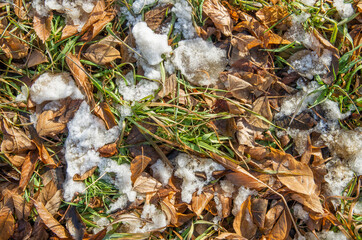 First snow on colorful autumn leaves falling on forest ground