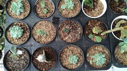 Various kinds of small size ornamental plants