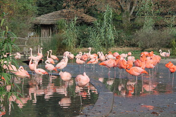 Obraz premium flamingos in the water