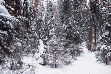 Winter forest landscape. Tall trees under snow cover. January frosty day in the park.