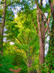 Fototapeta premium Herbstlandschaft