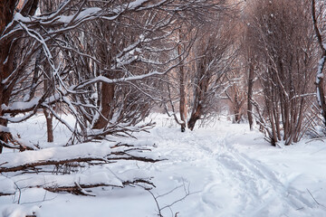 Winter forest landscape. Tall trees under snow cover. January frosty day in the park.