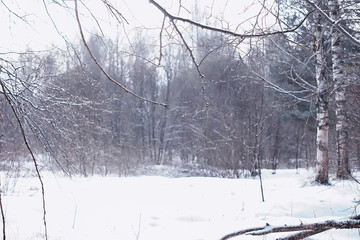 Winter forest. Landscape of the park in winter. Snow-covered trees at the edge.