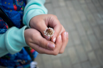 White clover flower in the hands of a girl