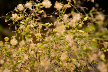 Dandelion like flower.

Dandelion