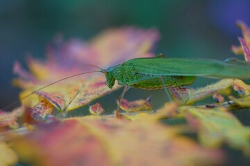 green shield bug