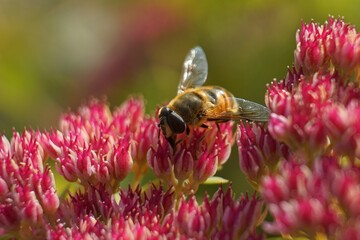 bee on a flower
