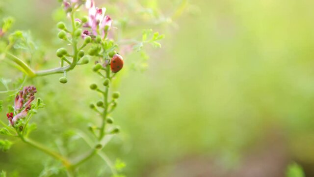 Close-up wildlife of a ladybug. Flowers of a common fumitory (fumaria officinalis).