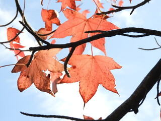 紅葉