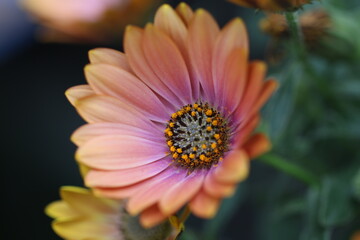 Obraz premium margaritas amarilla