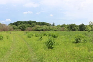 
The shrub grows on the edge of the forest. Everything around is greener.