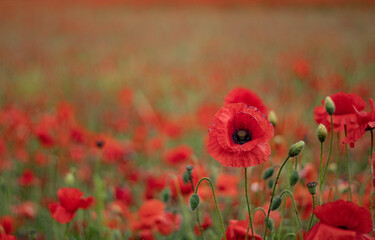 Poppy in the field