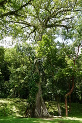Bonampak, Yaxchilán, mexico, forest, messico, chiapas, nature, , environment, traveling, landscape, temples, pyramid, maya, ancient, buildings, tree