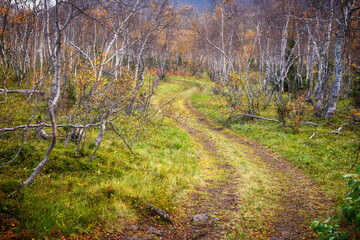 Old Road in the Forest - 392422778