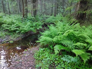 Fototapeta premium fern in the forest