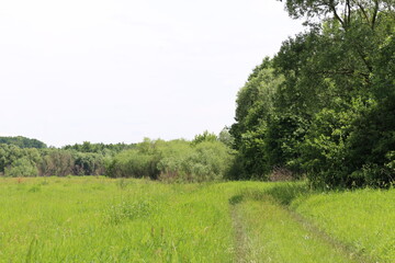 
A country road runs along the edge of a meadow near trees