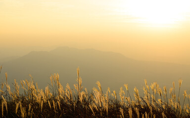 夕焼けとススキ