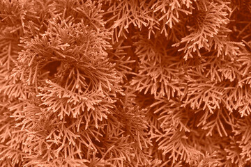 detail of a thuja tree toned
