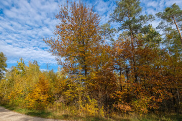 Bunt gefärbtes Herbstlaub an den Bäumen und Sträuchern