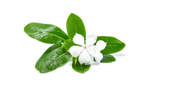Catharanthus roseus G.Don flower, isolated on white background (selective focus).