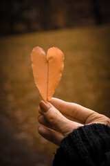 heart in hands