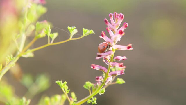 Seven-spot ladybird. Fumaria officinalis.