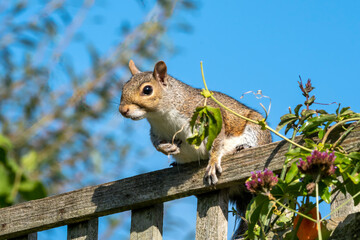 Grey squirrel (Sciurus carolinensis) a wild tree animal rodent on a garden fence which are mostly...