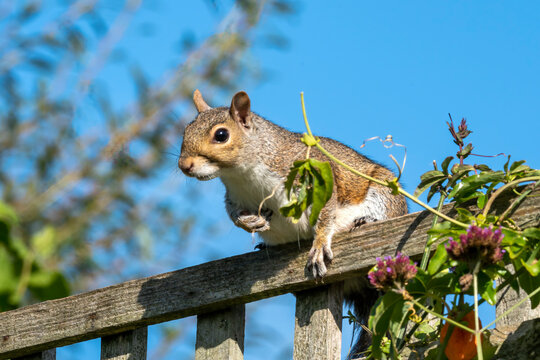 Grey squirrel (Sciurus carolinensis) a wild tree animal rodent on a garden fence which are mostly found in a wildlife woodland forest, stock photo image