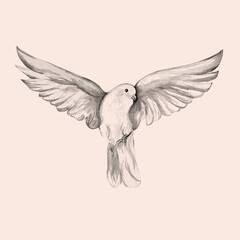 Peace bird, dove, art, water color drawing	