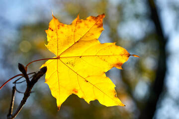 Fototapeta premium autumn maple leaves