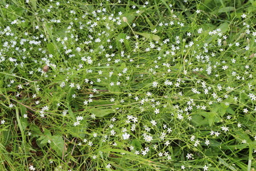 
Fragrant honey flowers bloom in a summer meadow