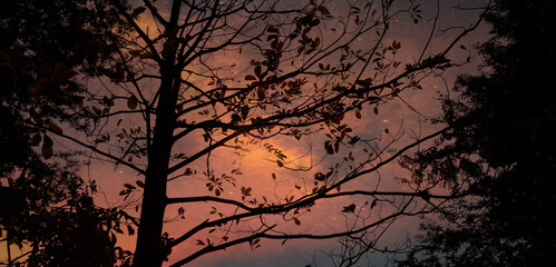 sunset in the forest